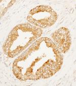 MARCKS-like1 Antibody in Immunohistochemistry (Paraffin) (IHC (P))