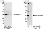 MARCKS-like1 Antibody in Western Blot (WB)