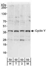 Cyclin Y Polyclonal Antibody