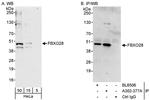 FBXO28 Polyclonal Antibody