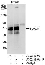 BORG4 Polyclonal Antibody