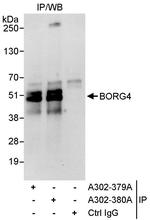 BORG4 Antibody in Immunoprecipitation (IP)