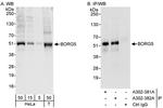 BORG5 Antibody in Western Blot (WB)