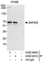 ZNF639 Polyclonal Antibody