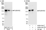 PLEKHG2 Antibody in Western Blot (WB)