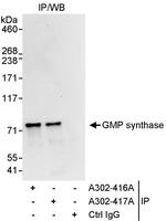 GMP synthase Polyclonal Antibody