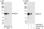 MED15 Antibody in Western Blot (WB)