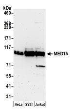 MED15 Antibody in Western Blot (WB)