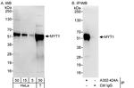 MYT1 Polyclonal Antibody