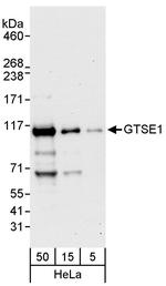 GTSE1 Polyclonal Antibody