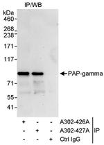 PAP-gamma Polyclonal Antibody