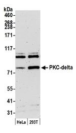 PKC-delta Polyclonal Antibody