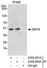 Sirt6 Polyclonal Antibody