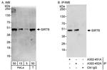 Sirt6 Polyclonal Antibody