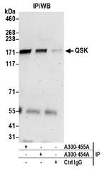 QSK Antibody in Immunoprecipitation (IP)