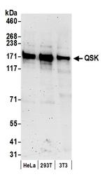 QSK Polyclonal Antibody