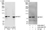 RSK1 Antibody in Western Blot (WB)
