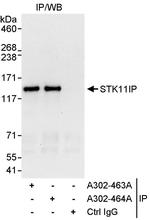 STK11IP Polyclonal Antibody