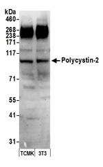 Polycystin-2 Polyclonal Antibody