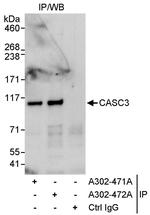 CASC3 Antibody in Immunoprecipitation (IP)