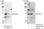 CASC3 Antibody in Western Blot (WB)