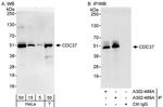CDC37 Polyclonal Antibody