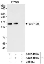 SAP130 Polyclonal Antibody
