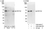 SPATA2 Antibody in Western Blot (WB)