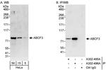 ABCF3 Polyclonal Antibody