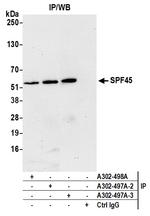 SPF45 Antibody in Immunoprecipitation (IP)