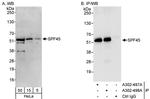 SPF45 Antibody in Western Blot (WB)