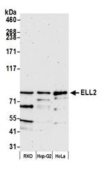 ELL2 Polyclonal Antibody