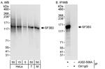 SF3B3 Antibody in Western Blot (WB)
