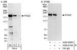 POGZ Antibody in Western Blot (WB)