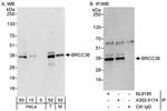 BRCC36 Antibody in Western Blot (WB)