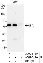 SSA1 Polyclonal Antibody