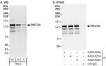 RECQ5 Antibody in Western Blot (WB)