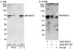 PRMT3 Antibody in Western Blot (WB)