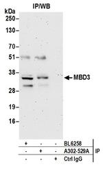 MBD3 Antibody in Immunoprecipitation (IP)