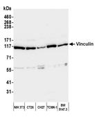 Vinculin Antibody in Western Blot (WB)