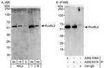 RuvBL2 Antibody in Western Blot (WB)
