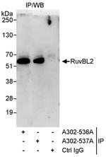 RuvBL2 Polyclonal Antibody