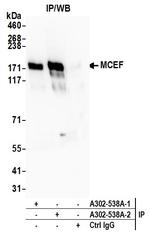 MCEF Polyclonal Antibody