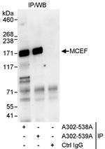 MCEF Polyclonal Antibody