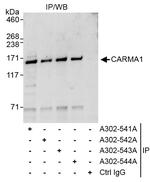 CARMA1 Antibody in Immunoprecipitation (IP)