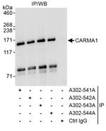 CARMA1 Antibody in Immunoprecipitation (IP)