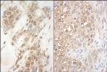 APC7 Polyclonal Antibody