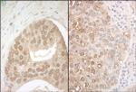 APC7 Polyclonal Antibody