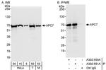 APC7 Antibody in Western Blot (WB)