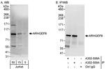 ARHGEF6 Polyclonal Antibody
